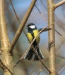 Oiseaux Mésange charbonnière (Parus major)