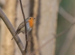  Rouge-gorge familier (Erithacus rubecula)