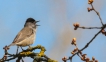 Oiseaux fauvette à tête noir