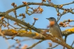 Oiseaux fauvette à tête noir