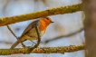 Oiseaux Rouge-gorge familier (Erithacus rubecula)