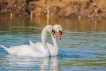 Oiseaux Cygne tuberculé (Cygnus olor)