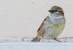 Oiseaux Moineau domestique (Passer domesticus) mâle