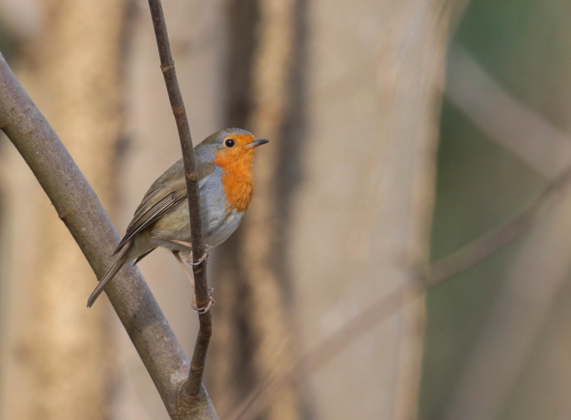 AN0A2397-3.jpg Rouge-gorge familier (Erithacus rubecula)