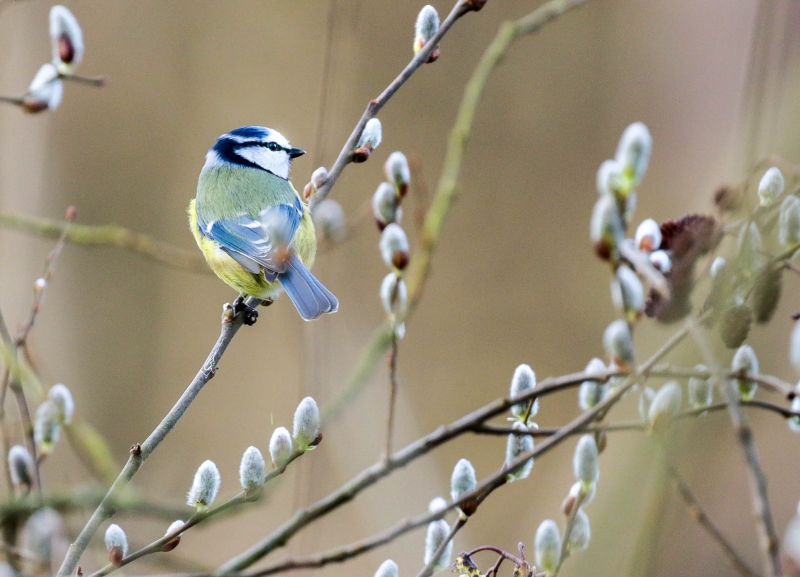 Photo Oiseaux Mésange bleue (Cyanistes caeruleus)