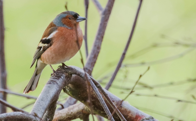 Photo Oiseaux Pinson des arbres (Fringilla coelebs), male