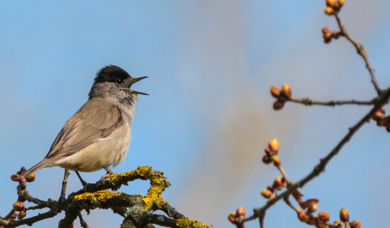 Photo Oiseaux fauvette à tête noir