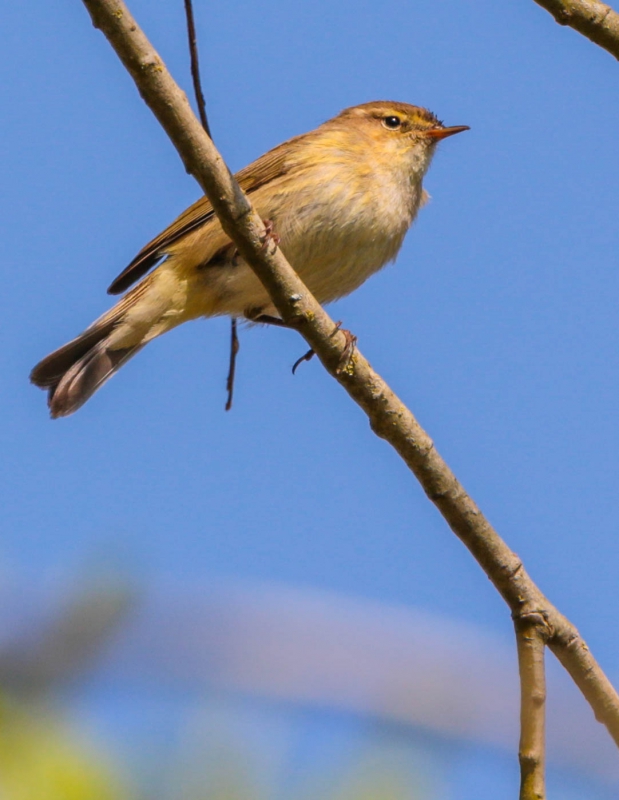 Photo Oiseaux Pouillot véloce (Phylloscopus collybita)