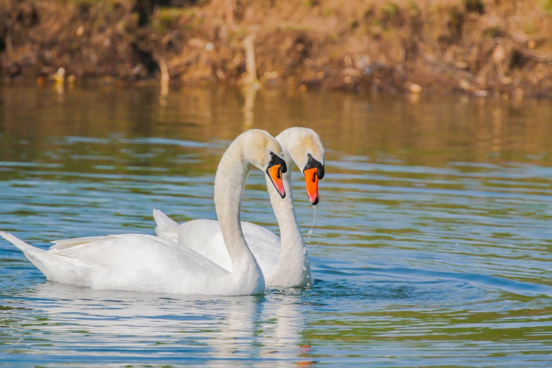 Photo Oiseaux Cygne tuberculé (Cygnus olor)