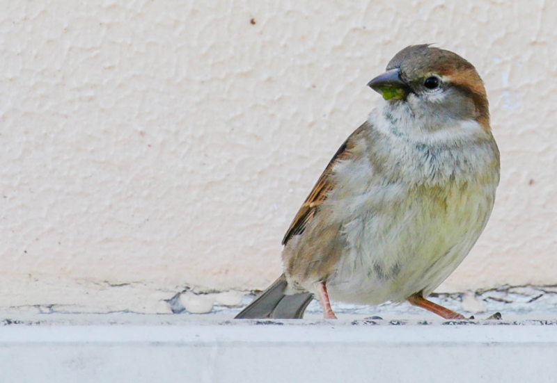 Photo Oiseaux Moineau domestique (Passer domesticus) mâle