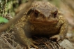 Amphibiens Crapaud commun ( Bufo bufo ) .