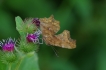 Insectes Robert-le-Diable (Polygonia c-album)