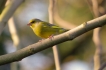 Oiseaux Verdier d\'Europe (Chloris chloris)