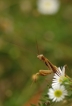 Insectes Mante religieuse (Mantis religiosa)