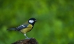 Oiseaux Mésange charbonnière (Parus major)