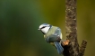 Oiseaux Mésange bleue (Cyanistes caeruleus)