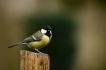 Oiseaux Mésange charbonnière (Parus major)