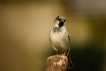 Oiseaux Moineau domestique (Passer domesticus) femelle)