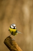 Oiseaux Mésange bleue (Cyanistes caeruleus)