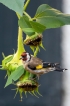 Oiseaux Chardonneret élégant (Carduelis carduelis)