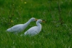 Oiseaux Héron garde-boeufs (Bubulcus ibis)