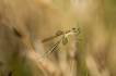 Insectes Leste sauvage (Lestes barbarus)