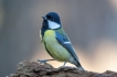 Oiseaux Mésange charbonnière (Parus major)