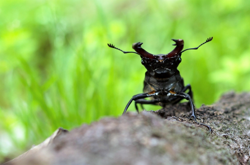 Photo Insectes Lucane Cerf Volant Mâle (Lucanus cervus) 