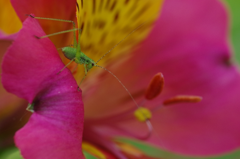 Photo Insectes Sauterelle verte (Tettigonia viridissima)