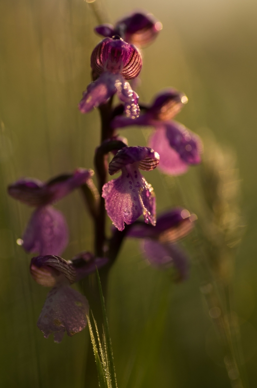 Photo Flore orchis bouffon (Anacamptis morio)