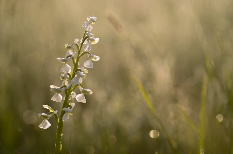 Photo Flore orchis bouffon (Anacamptis morio)