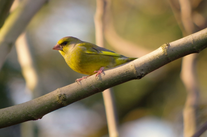 Photo Oiseaux Verdier d'Europe (Chloris chloris)