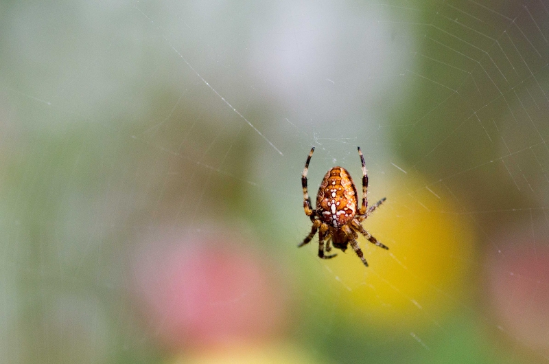 Photo Araignées