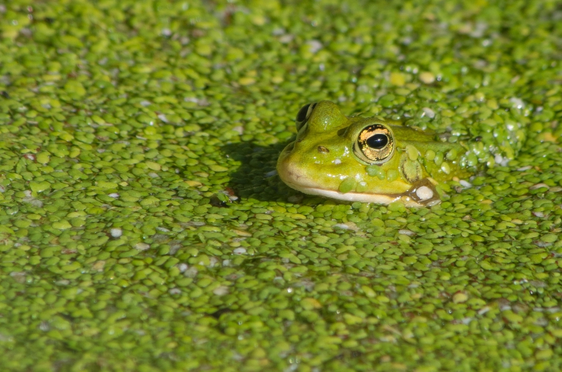 Photo Amphibiens