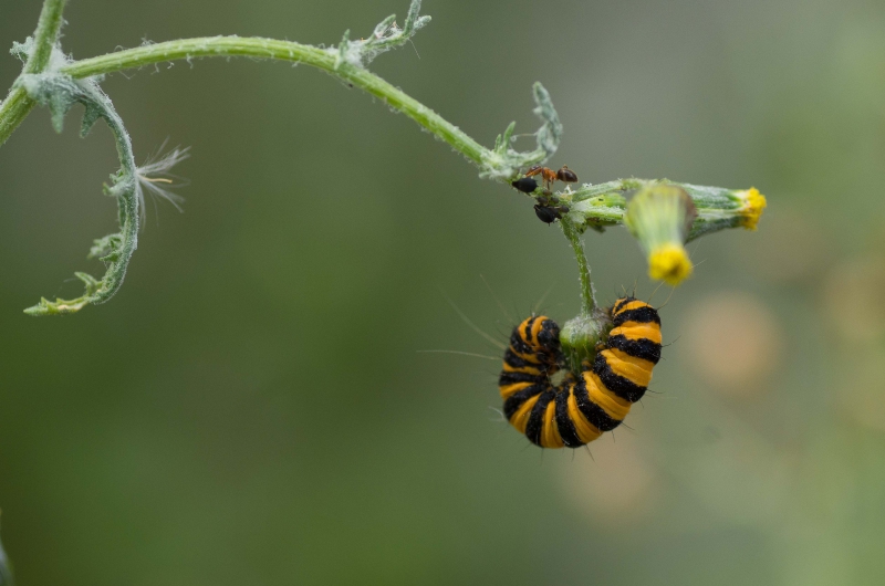 Photo Insectes Chenille d'Ecaille du Séneçon.