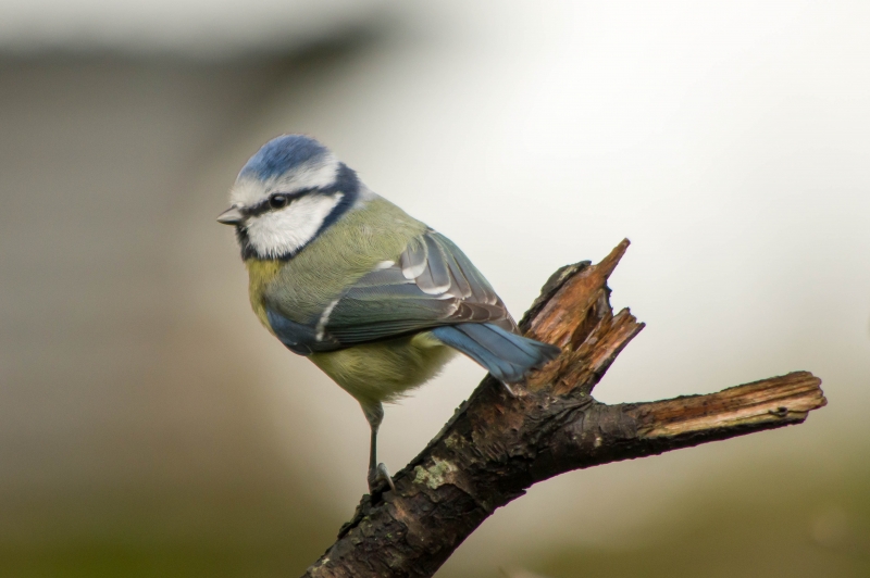 Photo Mammifères Mésange bleue (Cyanistes caeruleus)