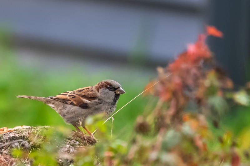 Photo Oiseaux Moineau domestique (Passer domesticus)