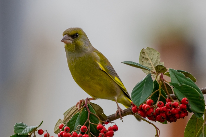 Photo Oiseaux Verdier d'Europe (Chloris chloris)