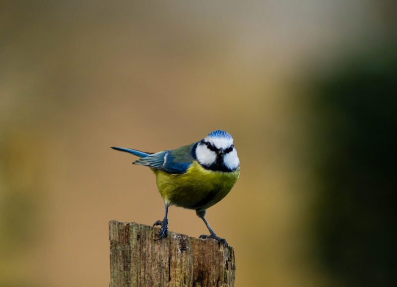 Photo Oiseaux Mésange bleue (Cyanistes caeruleus)