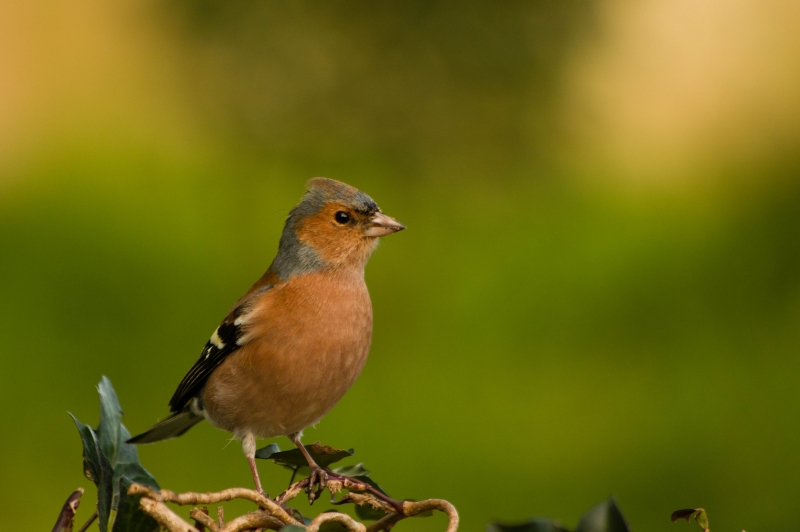 Photo Oiseaux Pinson des arbres (Fringilla coelebs)