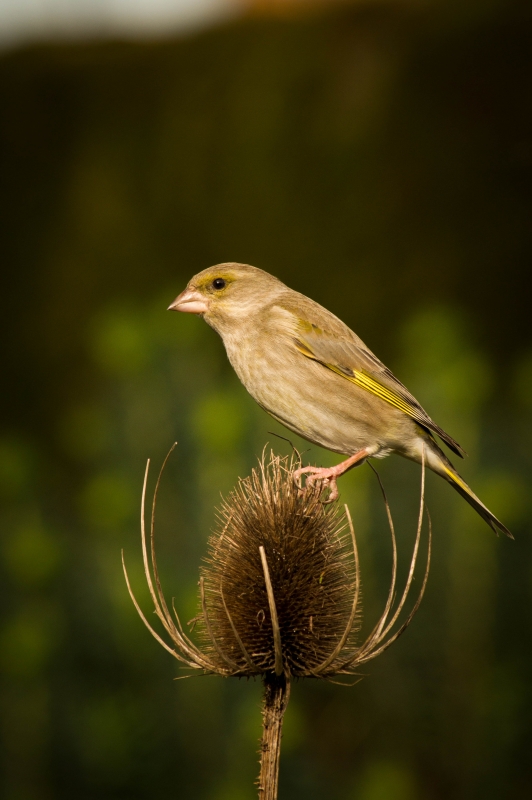 Photo Oiseaux Verdier d'Europe (Chloris chloris)