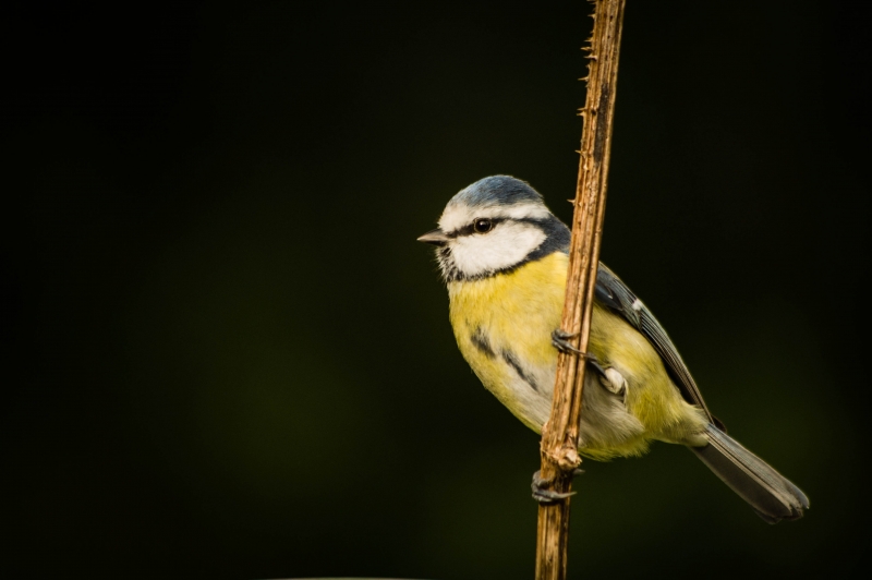 Photo Oiseaux Mésange bleue (Cyanistes caeruleus)