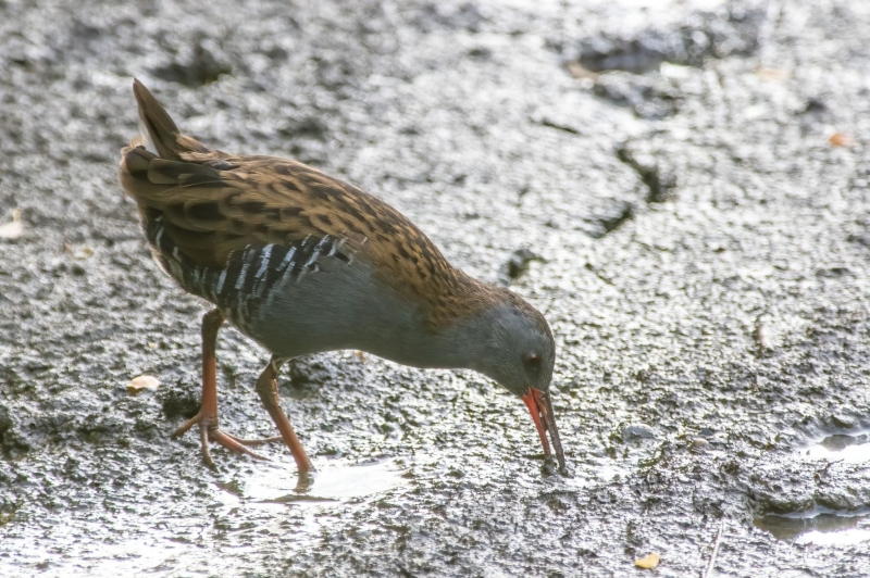 Photo Oiseaux Râle d'eau