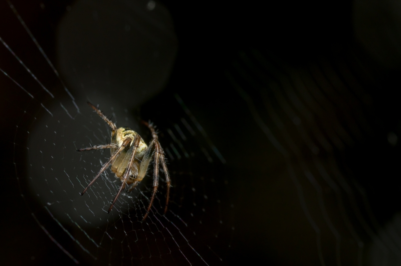 Photo Araignées Epeire diadème (Araneus diadematus)