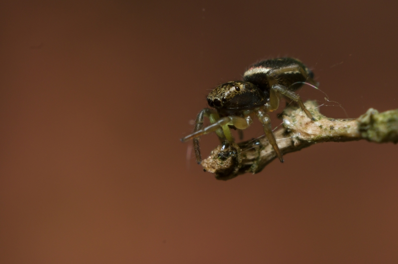 Photo Araignées Saltique cuivré (Heliophanus cupreus)