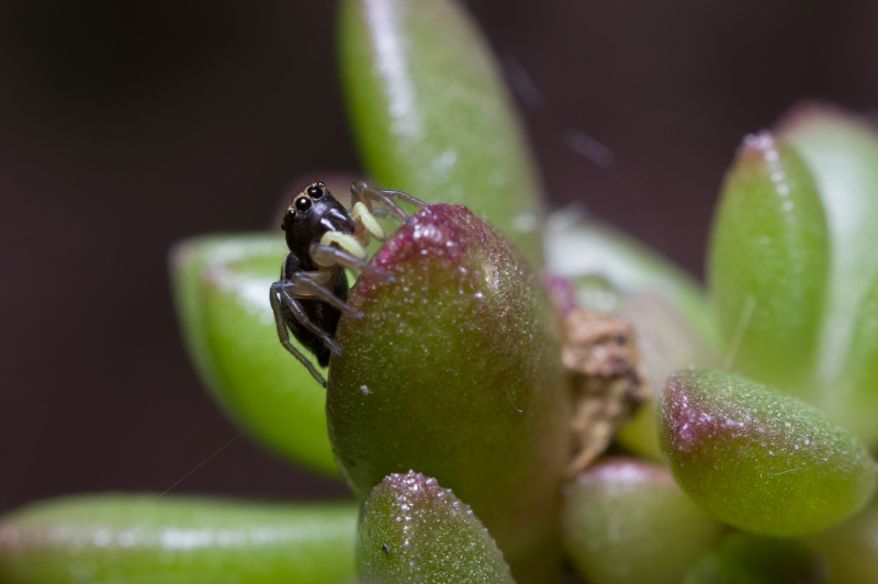 IMGP5266.jpg Saltique cuivré (Heliophanus cupreus)