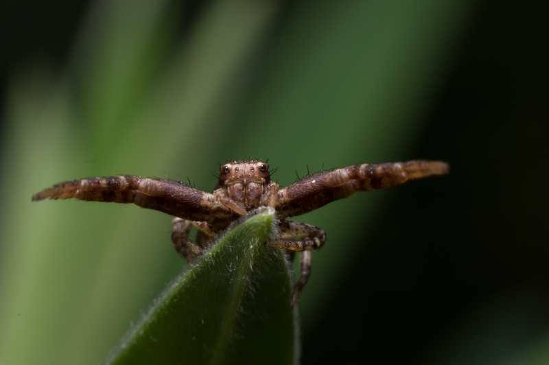 Photo Araignées