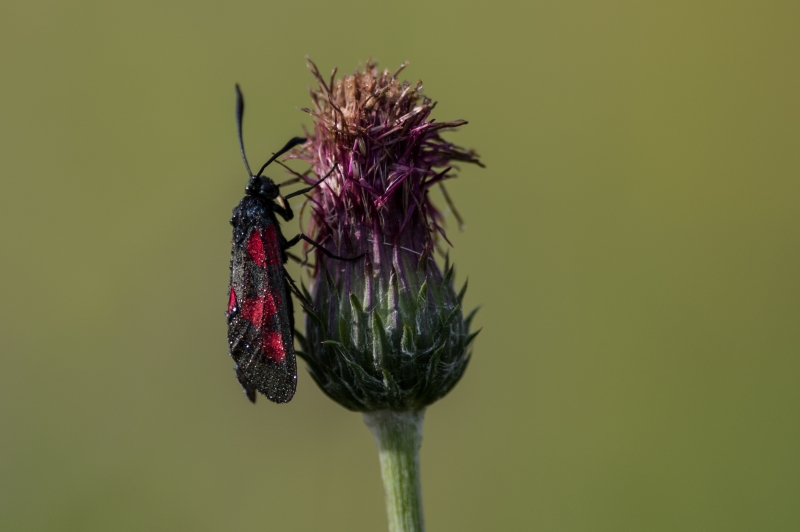 Photo Insectes  Zygène du trèfle (Zygaena trifolii)