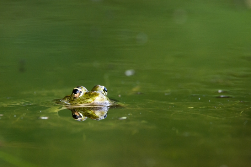 Photo Amphibiens Grenouille verte 