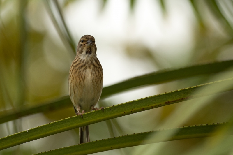 Photo Oiseaux Linotte mélodieuse (Linaria cannabina)